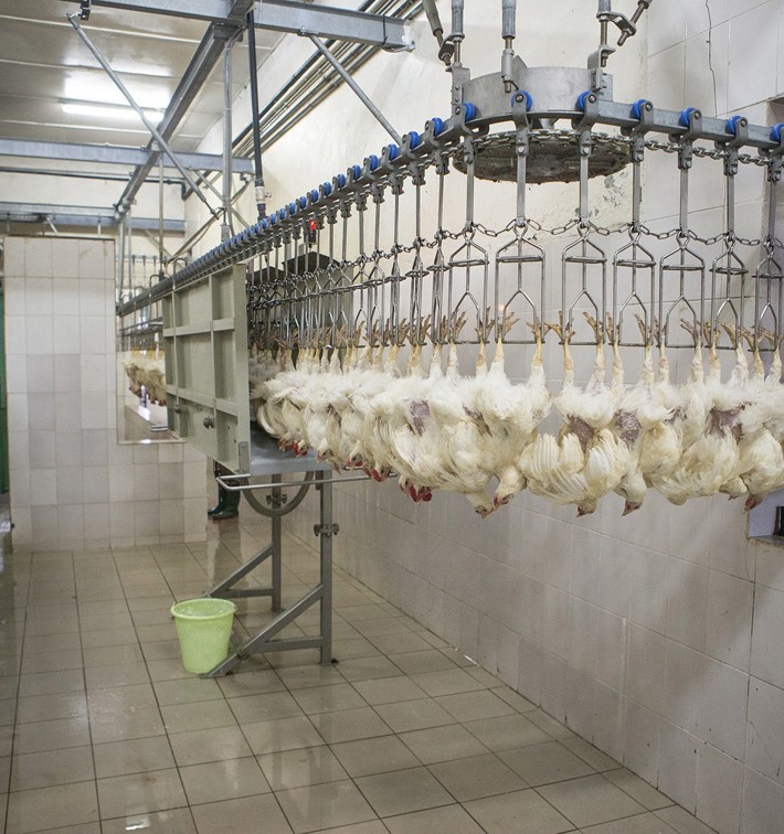 Electric Stunner Poultry