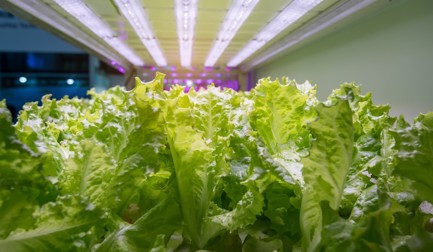 The Rise of Controlled Environment Agriculture: Meeting the Demand for High-Quality Produce