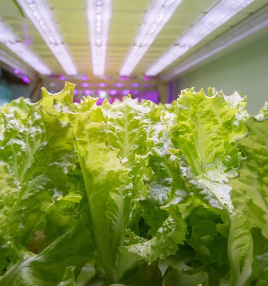 Controlled-Environment-Agriculture