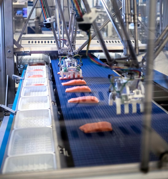 Fish processes inside machine