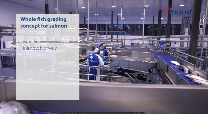 Holmoy Slagteri Norway Fish Grading Concept Salmon