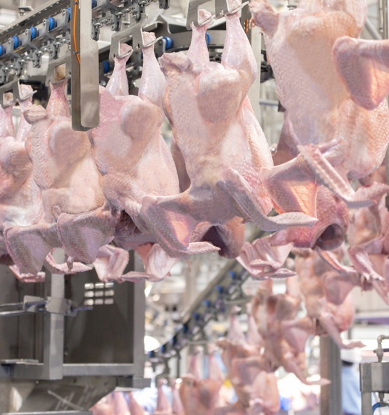 ACM T Prestage Turkey