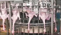 Goose processing
