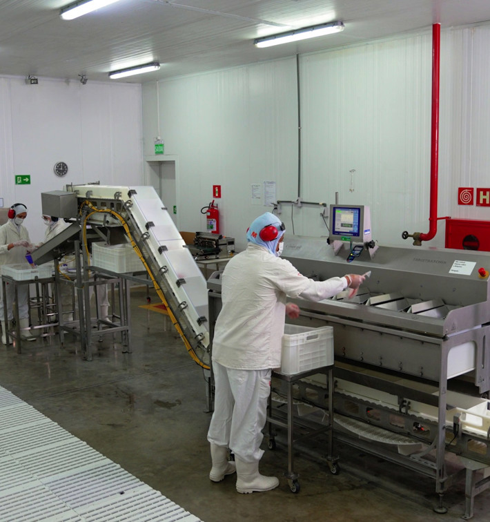 Piscicultura Cristalina Target Batcher