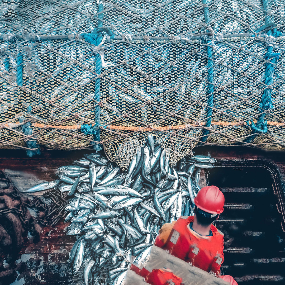 From paper to digital: transforming seafood processing through smart ...