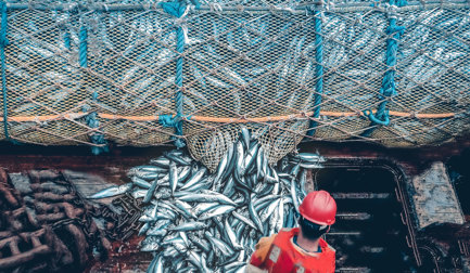 From paper to digital: transforming seafood processing through smart traceability