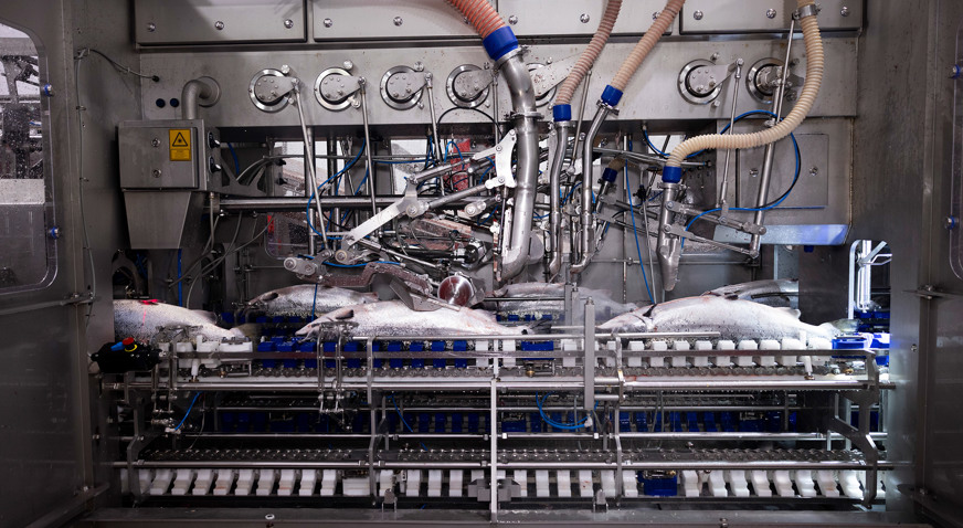 Salmon Gutting Solution