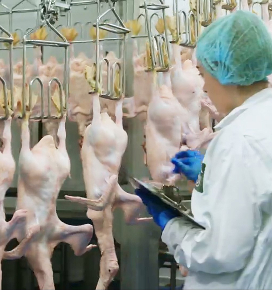 Silverhill Duck Processing