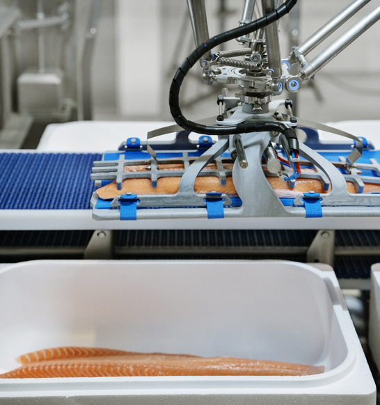 Robobatcher Box Packing Salmon Fillets Into Boxes