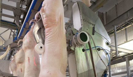 dressing line automation pigs Automatic runway system for pigs