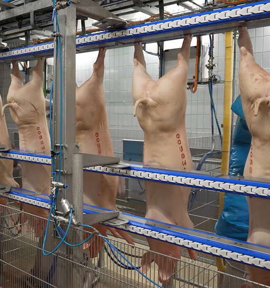 M Line Pork Robot Processing Thumbnail