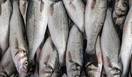 Is your fish grader working for or against your business?