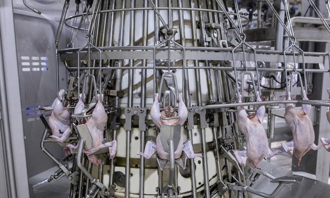 Nuova CoreTech eviscerator