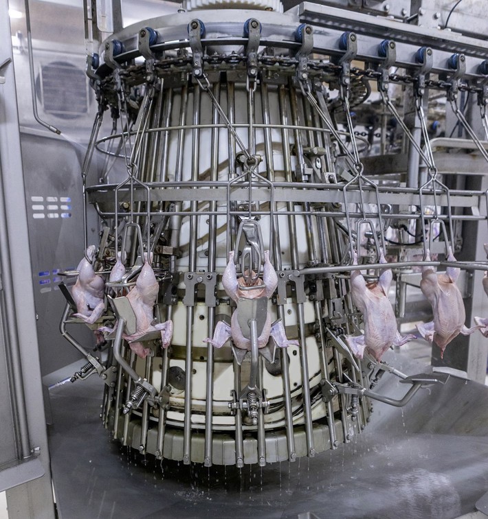 Coretech Eviscerator Poultry