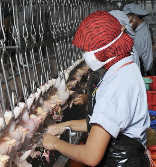 Manual Heart Harvesting (1)