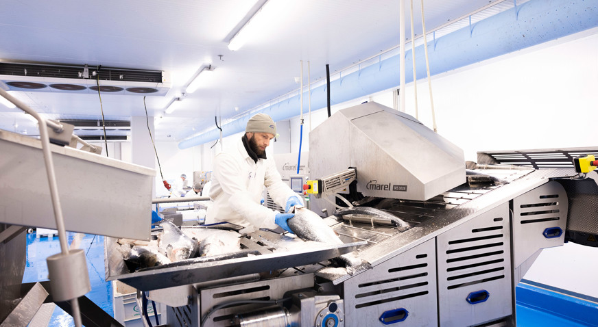 `Bidfood Salmon Processing