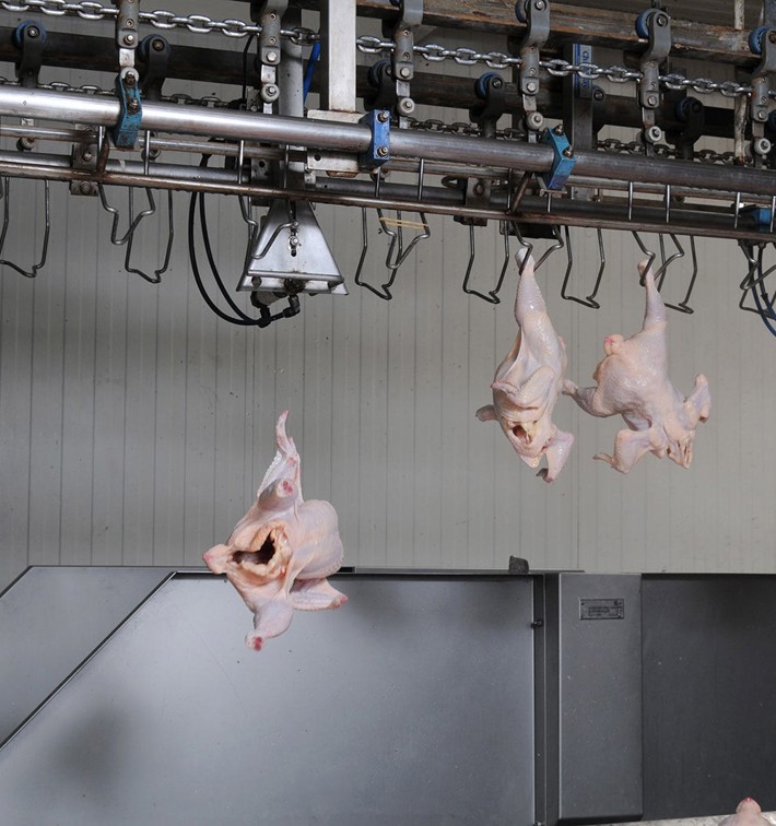 Whole Broiler Unloading Station