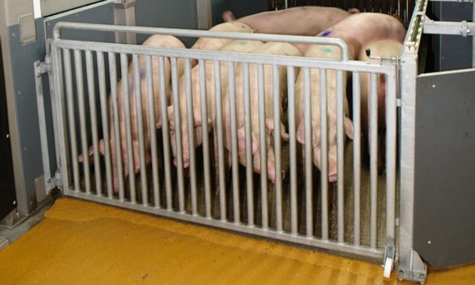 CO₂ Stunning System