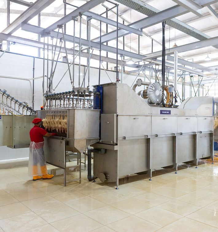 Scalding Plucking Poultry