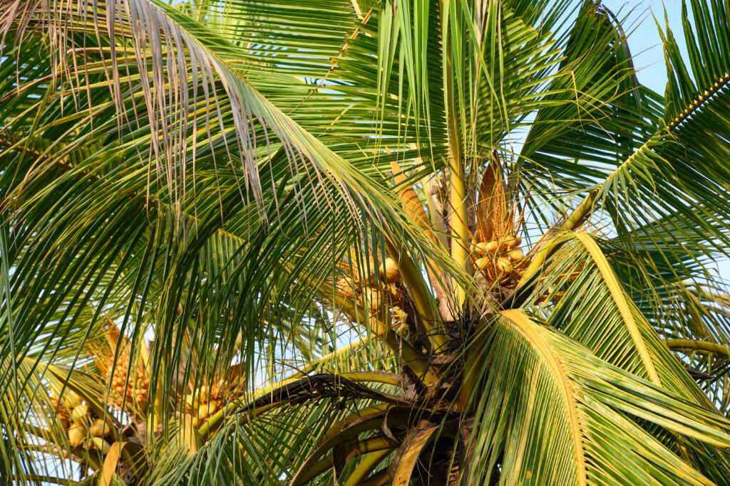 Coconut palm tree with coconuts. Tropical background in sunny day.