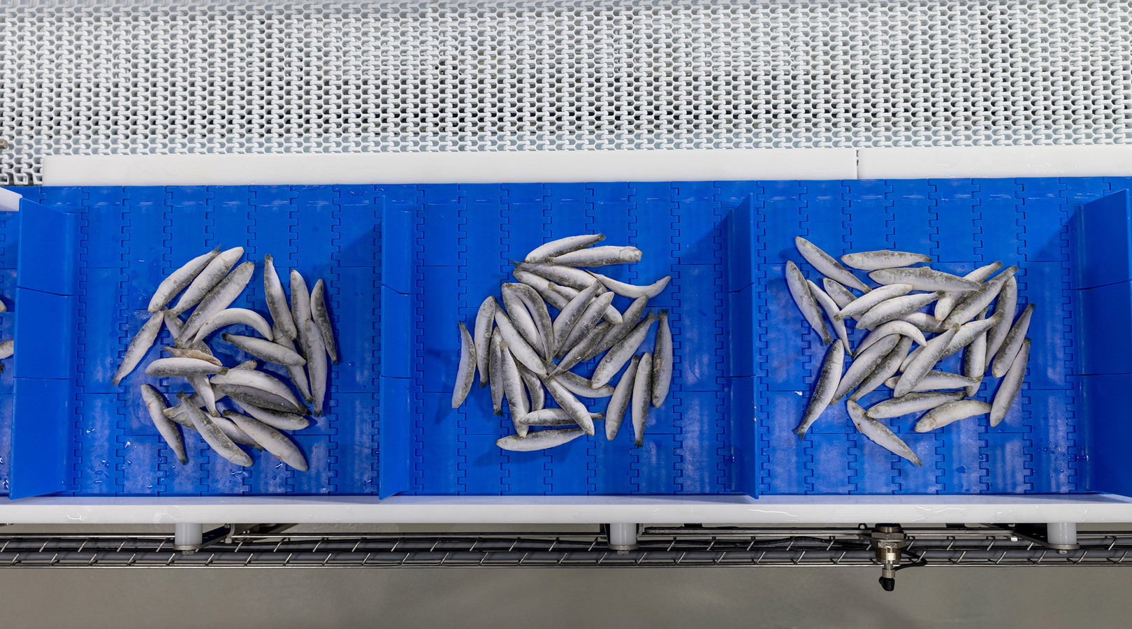 Targetbatcher Sardines