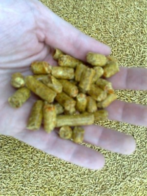 Dried Orange Peel Pellets